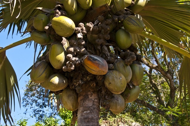 Unique jam – made from the coco de mer – hits market in Seychelles