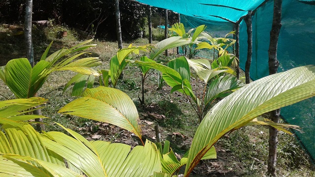 Seychellois school children propagating native trees to help counter climate change effects