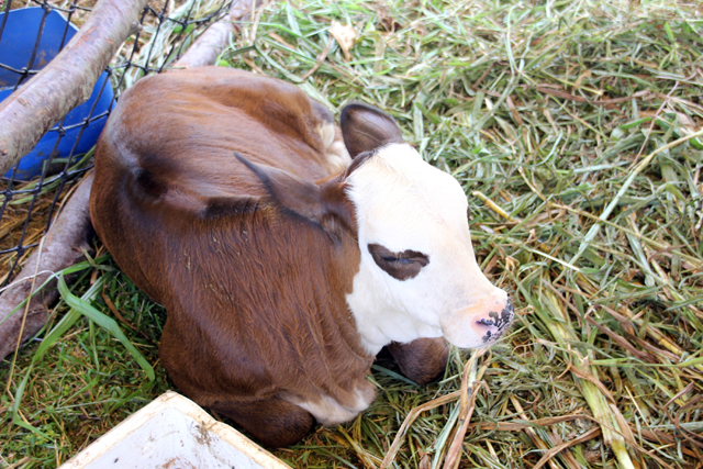 Veterinary services for pets in Seychelles handed over to private sector Veterinary services for pets in Seychelles handed over to private sector