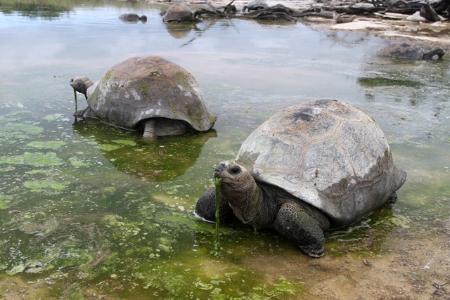 Project to show realities of Seychelles’ faraway Aldabra Atoll is cancelled due to road plan