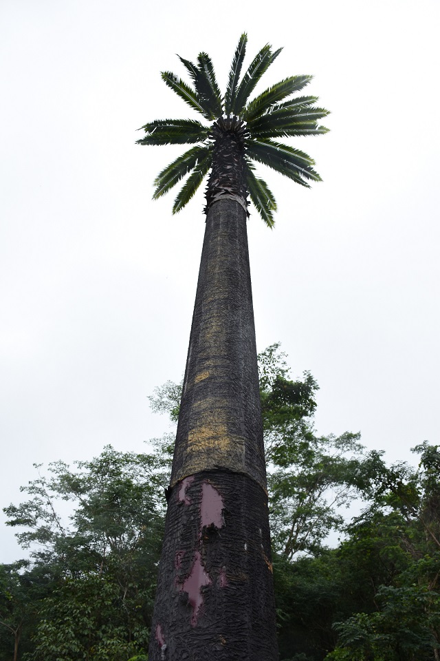 New mobile phone tower in Seychelles is meant to blend in to tropical surroundings