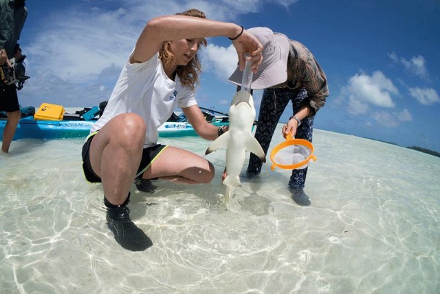 Save Our Seas study finds that Seychelles’ St. Joseph is healthy place for blacktip reef sharks