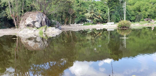 250 trees planted along marsh on Seychelles’ main island to reduce impacts of climate change