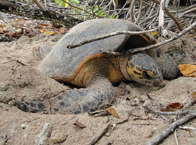 Poaching panic: 14 sea turtles killed early in Seychelles’ nesting season