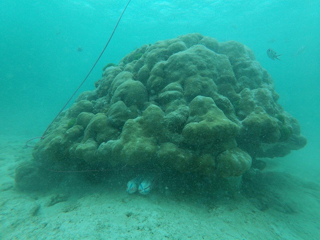 Seychelles to remove coral in channel obstructing waterway for fishermen
