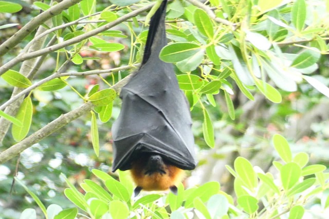 New study in Seychelles to establish fruit bat population, breeding patterns