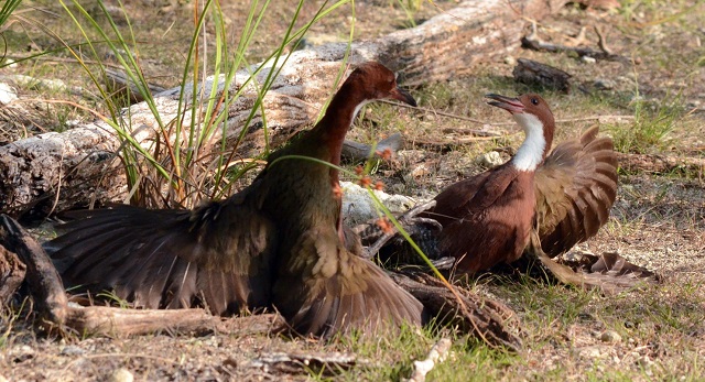 New research finds that flightless bird in Seychelles should be own species