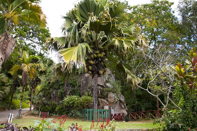 A walk-in Victoria reveals 4 rare plants to discover in Seychelles