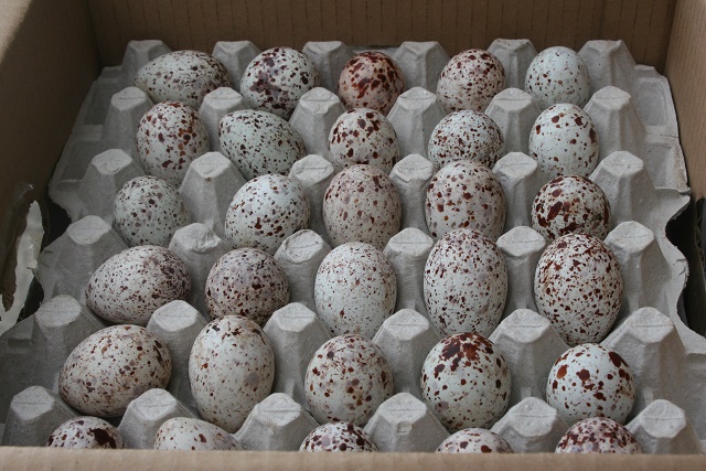New island designated for collection of a delicacy in Seychelles: bird eggs