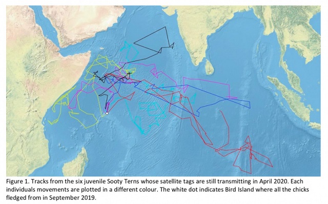 Study shows sooty tern flying from Seychelles to Thailand