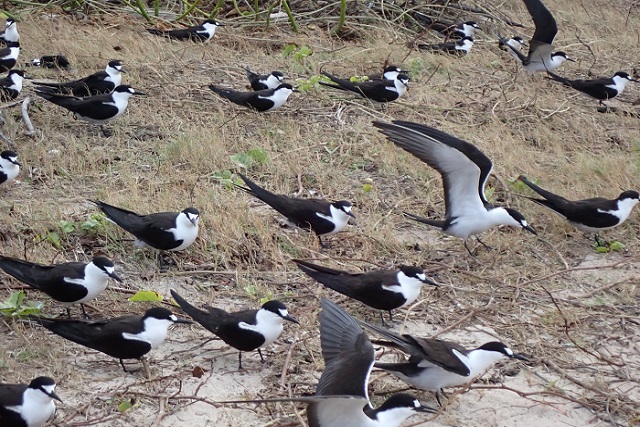 Census to be held in 2021 to establish Seychelles’ sooty tern population