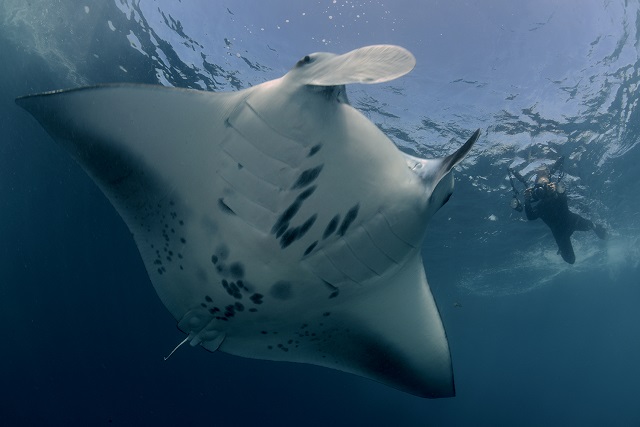 Reef manta ray are homebodies, study finds, cementing Seychelles’ conservation value Reef manta ray are homebodies, study finds, cementing Seychelles’ conservation value