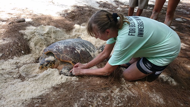 7 ways Save Our Seas is investigating nature in Seychelles