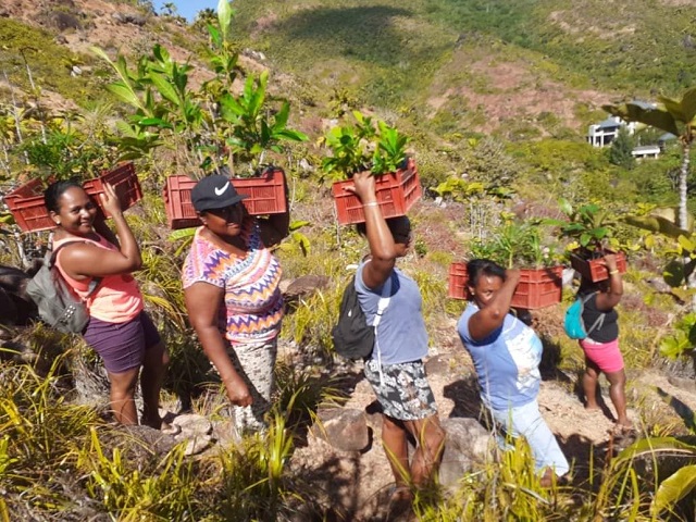 Reforestation campaign in Seychelles on target to plant 250,000 trees