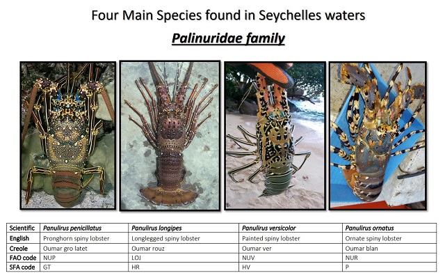 Lobster season in Seychelles faces challenges from unlicensed fishers, catching of small crustaceans