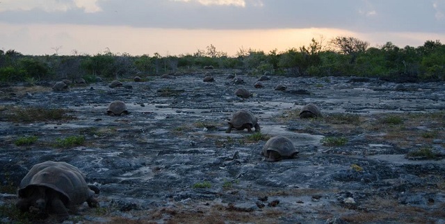 2 Aldabra tortoises to return to Seychelles from French zoo