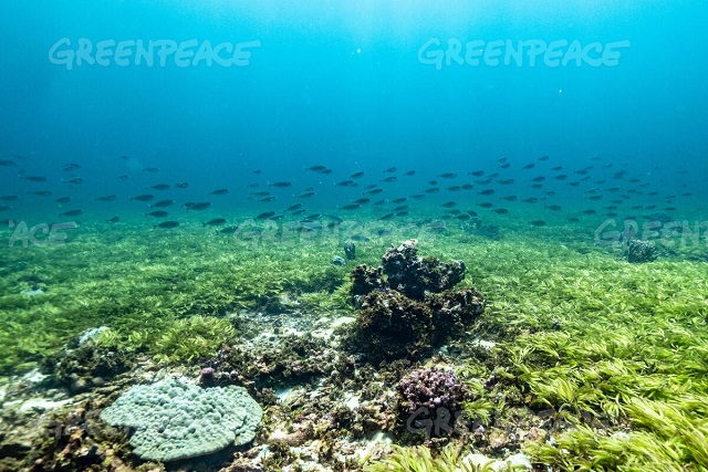 Endangered sperm whales, carbon-sink seagrass seen on trip near Seychelles