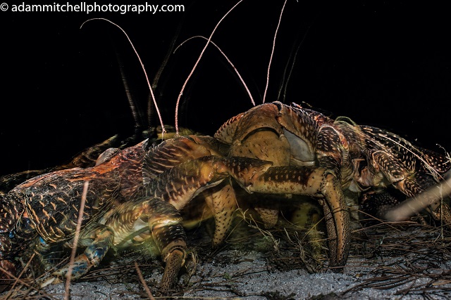 In decline elsewhere, new research confirms a healthy population of coconut crab on Seychelles’ Aldabra Atoll