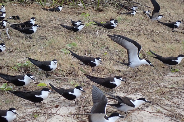 Seychelles begins census of sooty tern, closes egg collection period until next June