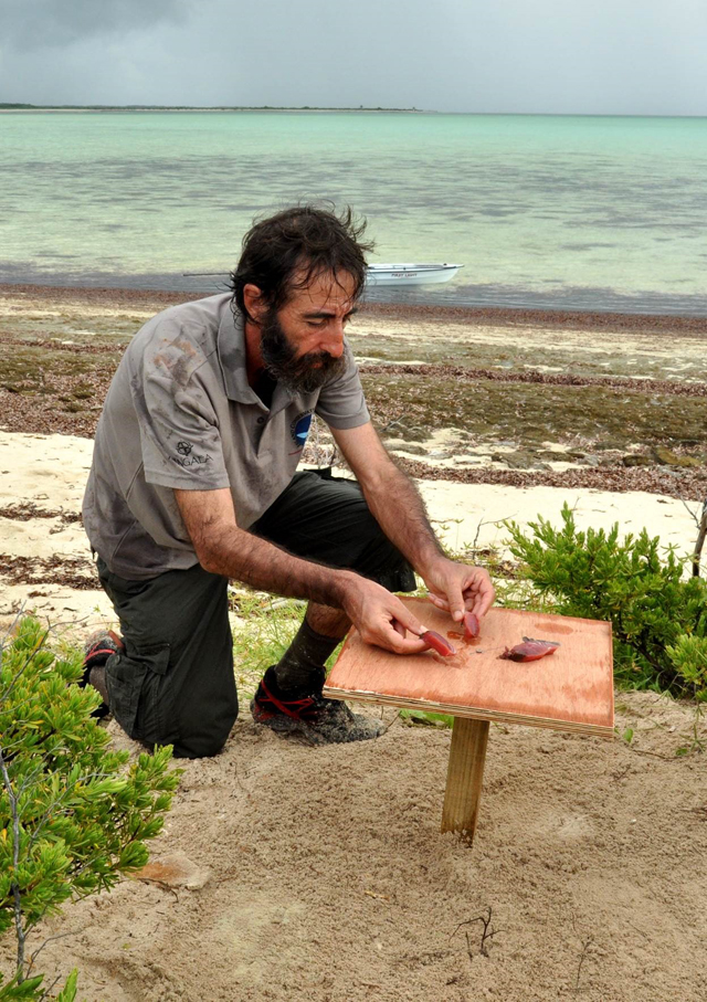 Bird with white eye rings in danger of disappearing from Seychelles’ main island Bird with white eye rings in danger of disappearing from Seychelles’ main island