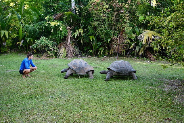8 Aldabra giant tortoises find new freedom on Seychelles’ D’Arros Island