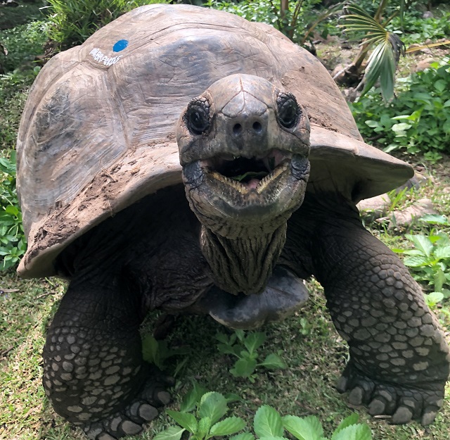 Census starts on second biggest giant tortoise population in the world on Fregate Island in Seychelles