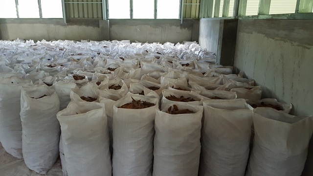 Steps taken towards reviving Seychelles’ cinnamon industry 