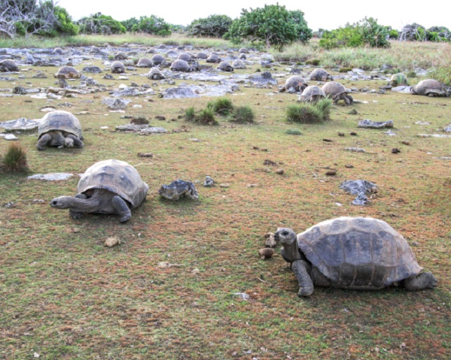 Seychelles’ Aldabra giant tortoise’s genome decoded, arming scientists with tools to protect species