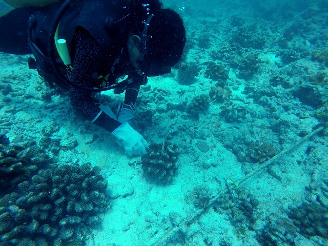 Nature Seychelles outplanted 4,000 corals in Cousin Island Special Reserve in 2022