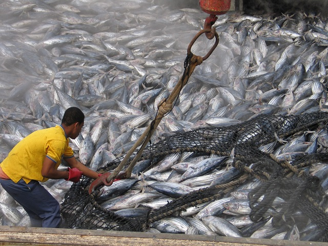 Tuna fisheries: Seychelles votes against IOTC ban on FADs, citing economic concerns