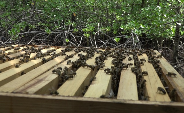 Mangrove honey to be harvested at Seychelles’ Port Launay wetlands Mangrove honey to be harvested at Seychelles’ Port Launay wetlands