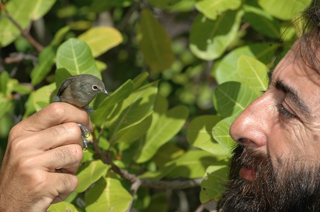 Endemic species: Drastic decline of Seychelles white-eye bird on Mahe Island