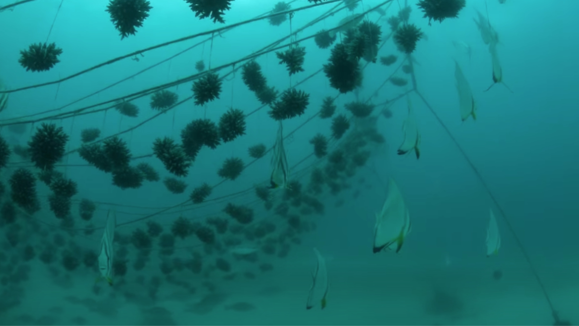 En nouvo bord in enstale lo zil Moyenne, pour edik dimoun lo en proze restorasyon koray ki pe deroule lo sa zil.