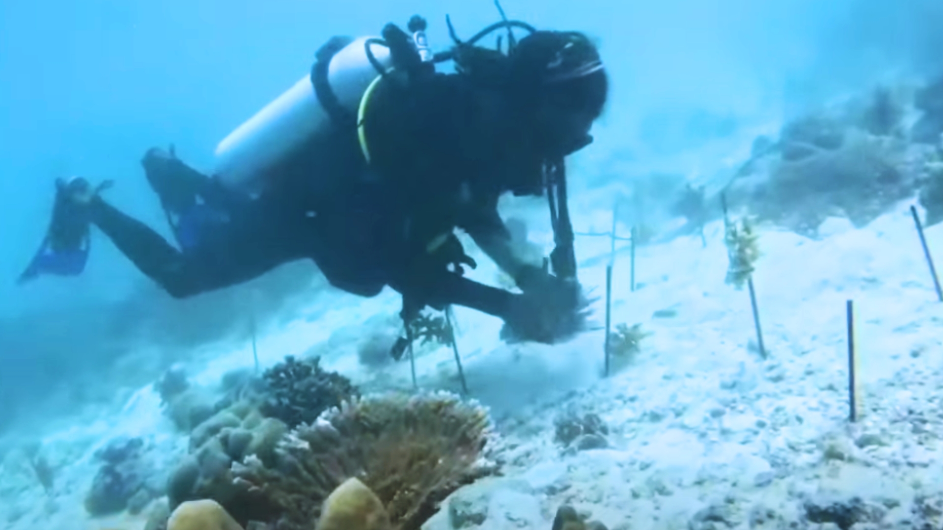 UNDP i satisfe avek proze pour replant koray dan park maren Curieuse