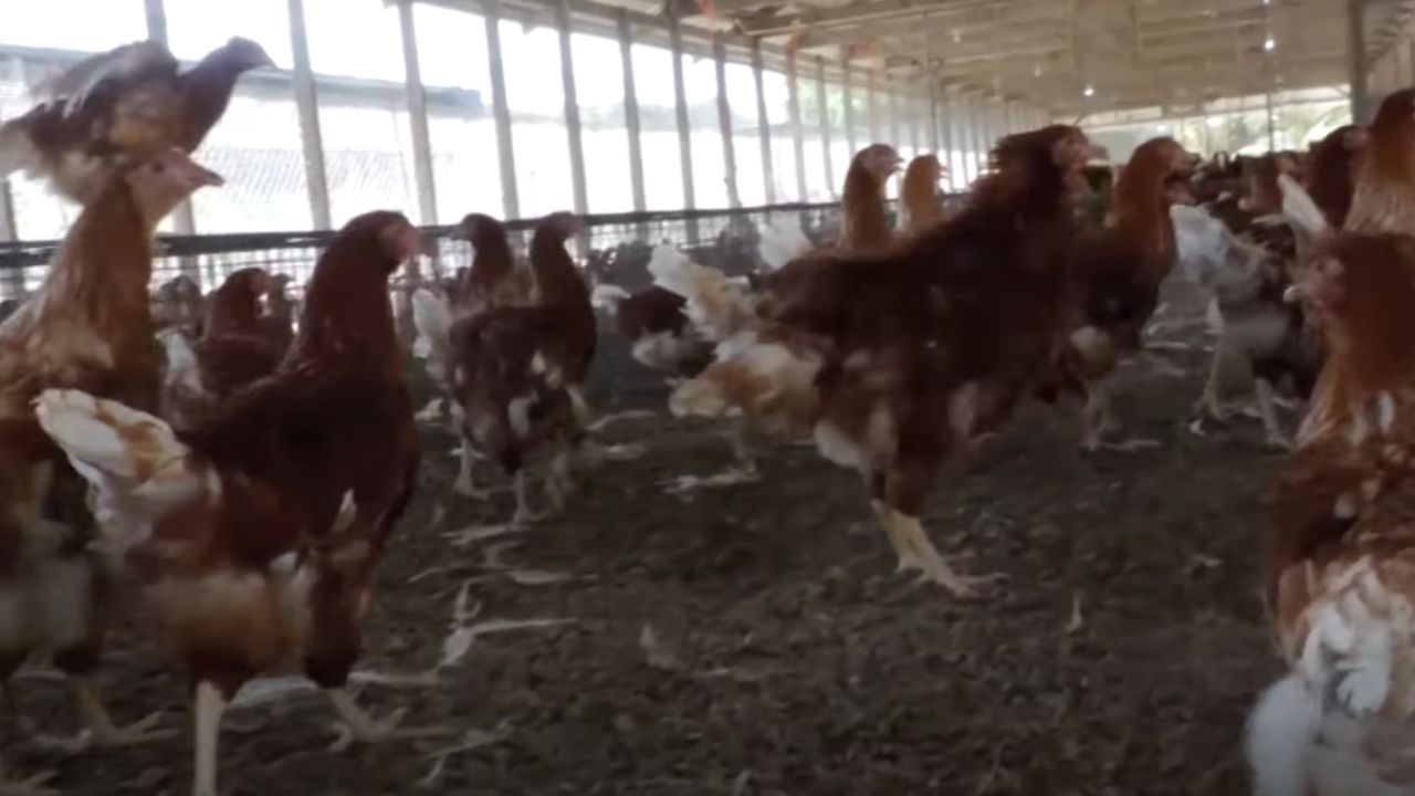 Bann fermye I koz lo akoz dizef poul pe vann sa pri ki I ete ozordi.