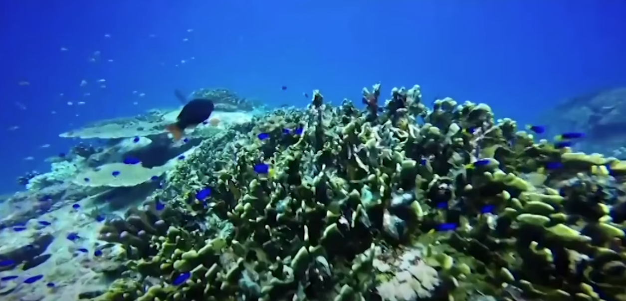 Lekonomi ble progranm